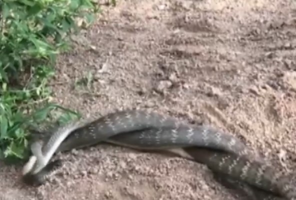 Kinh ngạc chứng kiến cảnh 2 con rắn "ôm nhau thắm thiết" ở Thái Lan 